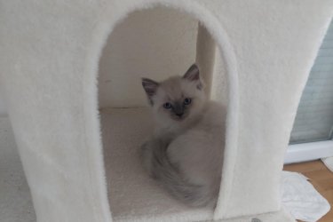 Eladó 4db Ragdoll cica (2 lány és 2 fiú), jelenleg 8 hetesek, Blue Lynx Point anyától és Blue point apától.

A jelenlegi színárnyalat alapján, 1 blue point, 1 red point és 2 blue lynx point cicák lesznek.

10 hetesen költözhetnek új családba, koruknak megfelelő oltással, féregtelenítve. A szülőkről és az előző alomból való referencia képekért is tudtok érdeklődni, sajnos limitált mennyiségű képet lehet ide feltölteni, így csak a cicákra fókuszáltam. Hetente frissítem a képeket.

email: roninfejlec@gmail.com 
További információért keressetek bátran!