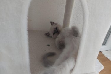 Eladó 4db Ragdoll cica (2 lány és 2 fiú), jelenleg 8 hetesek, Blue Lynx Point anyától és Blue point apától.

A jelenlegi színárnyalat alapján, 1 blue point, 1 red point és 2 blue lynx point cicák lesznek.

10 hetesen költözhetnek új családba, koruknak megfelelő oltással, féregtelenítve. A szülőkről és az előző alomból való referencia képekért is tudtok érdeklődni, sajnos limitált mennyiségű képet lehet ide feltölteni, így csak a cicákra fókuszáltam. Hetente frissítem a képeket.

email: roninfejlec@gmail.com 
További információért keressetek bátran!