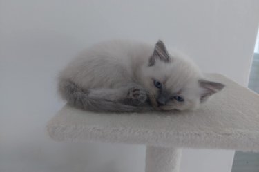 Eladó 4db Ragdoll cica (2 lány és 2 fiú), jelenleg 8 hetesek, Blue Lynx Point anyától és Blue point apától.

A jelenlegi színárnyalat alapján, 1 blue point, 1 red point és 2 blue lynx point cicák lesznek.

10 hetesen költözhetnek új családba, koruknak megfelelő oltással, féregtelenítve. A szülőkről és az előző alomból való referencia képekért is tudtok érdeklődni, sajnos limitált mennyiségű képet lehet ide feltölteni, így csak a cicákra fókuszáltam. Hetente frissítem a képeket.

email: roninfejlec@gmail.com 
További információért keressetek bátran!
