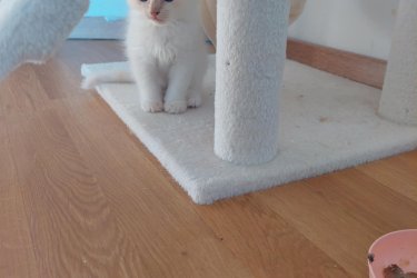 Eladó 4db Ragdoll cica (2 lány és 2 fiú), jelenleg 8 hetesek, Blue Lynx Point anyától és Blue point apától.

A jelenlegi színárnyalat alapján, 1 blue point, 1 red point és 2 blue lynx point cicák lesznek.

10 hetesen költözhetnek új családba, koruknak megfelelő oltással, féregtelenítve. A szülőkről és az előző alomból való referencia képekért is tudtok érdeklődni, sajnos limitált mennyiségű képet lehet ide feltölteni, így csak a cicákra fókuszáltam. Hetente frissítem a képeket.

email: roninfejlec@gmail.com 
További információért keressetek bátran!