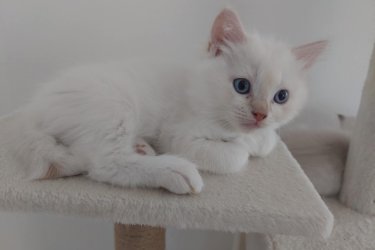 Eladó 4db Ragdoll cica (2 lány és 2 fiú), jelenleg 8 hetesek, Blue Lynx Point anyától és Blue point apától.

A jelenlegi színárnyalat alapján, 1 blue point, 1 red point és 2 blue lynx point cicák lesznek.

10 hetesen költözhetnek új családba, koruknak megfelelő oltással, féregtelenítve. A szülőkről és az előző alomból való referencia képekért is tudtok érdeklődni, sajnos limitált mennyiségű képet lehet ide feltölteni, így csak a cicákra fókuszáltam. Hetente frissítem a képeket.

email: roninfejlec@gmail.com 
További információért keressetek bátran!