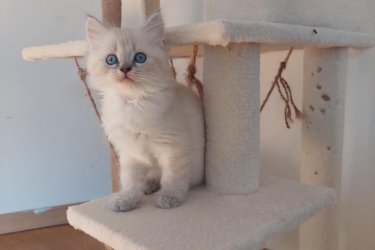 Eladó 4db Ragdoll cica (2 lány és 2 fiú), jelenleg 8 hetesek, Blue Lynx Point anyától és Blue point apától.

A jelenlegi színárnyalat alapján, 1 blue point, 1 red point és 2 blue lynx point cicák lesznek.

10 hetesen költözhetnek új családba, koruknak megfelelő oltással, féregtelenítve. A szülőkről és az előző alomból való referencia képekért is tudtok érdeklődni, sajnos limitált mennyiségű képet lehet ide feltölteni, így csak a cicákra fókuszáltam. Hetente frissítem a képeket.

email: roninfejlec@gmail.com 
További információért keressetek bátran!
