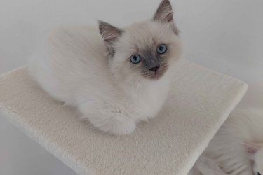 Ragdoll cica