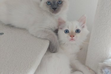 Ragdoll cica