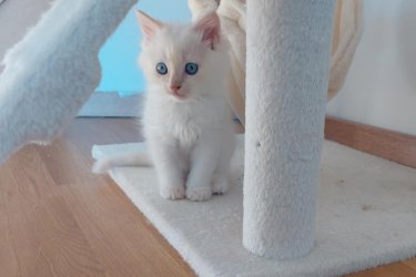 Ragdoll cica