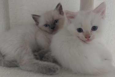 Eladó 2 red point Ragdoll fiú cica (más néven flame point Ragdoll). Október 11.-én töltik be a 10 hetes kort, koruknak megfelelő oltással, féregtelenítve.&#13;&#10;&#13;&#10;A Ragdoll általában nyugodt, barátságos, öleb természetű macska, és a Red Point ennek egy különleges színváltozata.&#13;&#10;&#13;&#10;A Red Point azt jelenti, hogy a cica fülei, pofija, farka és lábvégei vöröses (narancsos pirosas) árnyalatúak. A test színe általában világos krém vagy fehér. Szemük élénk kék, ami minden Ragdollnál fajtaszabvány. Bundájuk félhosszú, puha, selymes tapintású, kevésbé hajlamos a filcesedésre. A ragdoll cicák kifejezetten nyugodt, puha természetű macskák. Nagyon emberközpontúak, sokszor ölbe ülnek vagy elernyednek, amikor felemelik őket (innen ered a nevük: rongybaba ). Általában jól kijönnek más macskákkal, kutyákkal, gyerekekkel.&#13;&#10;&#13;&#10;A Red Point változat viszonylag ritkább, mint a &#34;hagyományos&#34; seal vagy blue point. Kicsit élénkebbek és játékosabbak,&#13;&#10;a vörös színt adó gén sok más fajtánál is összefüggésbe hozható aktívabb, vagányabb személyiséggel. A piros kandúrok híresek arról, hogy kicsit bolondosak, játékosak, viccesek. 