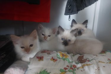 Eladó 2 red point Ragdoll fiú cica (más néven flame point Ragdoll). Október 11.-én töltik be a 10 hetes kort, koruknak megfelelő oltással, féregtelenítve.&#13;&#10;&#13;&#10;A Ragdoll általában nyugodt, barátságos, öleb természetű macska, és a Red Point ennek egy különleges színváltozata.&#13;&#10;&#13;&#10;A Red Point azt jelenti, hogy a cica fülei, pofija, farka és lábvégei vöröses (narancsos pirosas) árnyalatúak. A test színe általában világos krém vagy fehér. Szemük élénk kék, ami minden Ragdollnál fajtaszabvány. Bundájuk félhosszú, puha, selymes tapintású, kevésbé hajlamos a filcesedésre. A ragdoll cicák kifejezetten nyugodt, puha természetű macskák. Nagyon emberközpontúak, sokszor ölbe ülnek vagy elernyednek, amikor felemelik őket (innen ered a nevük: rongybaba ). Általában jól kijönnek más macskákkal, kutyákkal, gyerekekkel.&#13;&#10;&#13;&#10;A Red Point változat viszonylag ritkább, mint a &#34;hagyományos&#34; seal vagy blue point. Kicsit élénkebbek és játékosabbak,&#13;&#10;a vörös színt adó gén sok más fajtánál is összefüggésbe hozható aktívabb, vagányabb személyiséggel. A piros kandúrok híresek arról, hogy kicsit bolondosak, játékosak, viccesek. 
