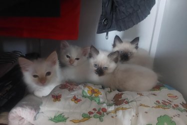 Eladó 2 red point Ragdoll fiú cica (más néven flame point Ragdoll). Október 11.-én töltik be a 10 hetes kort, koruknak megfelelő oltással, féregtelenítve.&#13;&#10;&#13;&#10;A Ragdoll általában nyugodt, barátságos, öleb természetű macska, és a Red Point ennek egy különleges színváltozata.&#13;&#10;&#13;&#10;A Red Point azt jelenti, hogy a cica fülei, pofija, farka és lábvégei vöröses (narancsos pirosas) árnyalatúak. A test színe általában világos krém vagy fehér. Szemük élénk kék, ami minden Ragdollnál fajtaszabvány. Bundájuk félhosszú, puha, selymes tapintású, kevésbé hajlamos a filcesedésre. A ragdoll cicák kifejezetten nyugodt, puha természetű macskák. Nagyon emberközpontúak, sokszor ölbe ülnek vagy elernyednek, amikor felemelik őket (innen ered a nevük: rongybaba ). Általában jól kijönnek más macskákkal, kutyákkal, gyerekekkel.&#13;&#10;&#13;&#10;A Red Point változat viszonylag ritkább, mint a &#34;hagyományos&#34; seal vagy blue point. Kicsit élénkebbek és játékosabbak,&#13;&#10;a vörös színt adó gén sok más fajtánál is összefüggésbe hozható aktívabb, vagányabb személyiséggel. A piros kandúrok híresek arról, hogy kicsit bolondosak, játékosak, viccesek. 