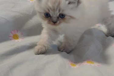 Eladó 1 Blue lynx point Ragdoll kislány cica. Január 6.-án töltik be a 10 hetes kort, koruknak megfelelő oltással, féregtelenítve.&#13;&#10;&#13;&#10;A Ragdoll híresen nyugodt és kedves természetű, sokszor ölebként viselkedő macskafajta. A blue lynx point színváltozat ezt a jellegét egy különlegesen elegáns, finoman csíkozott mintázattal egészíti ki.&#13;&#10;&#13;&#10;A Blue Lynx Point azt jelenti, hogy a cica fülein, pofiján, farkán és lábvégein kékesszürke árnyalatú pontszín jelenik meg, amelyet finom, tigrisszerű csíkozottság (lynx mintázat) egészít ki. A test színe általában világos, hideg tónusú krém vagy jeges árnyalatú fehér. Szemük élénk kék, ami a ragdoll fajtaszabvány része. Bundájuk félhosszú, puha, selymes tapintású, és kevésbé hajlamos a filcesedésre. A ragdoll cicák kifejezetten nyugodt, szelíd természetű macskák. Nagyon emberközpontúak, sokszor ölbe ülnek vagy elernyednek, amikor felemelik őket (innen ered a nevük: „rongybaba”). Általában jól kijönnek más macskákkal, kutyákkal és gyerekekkel is.&#13;&#10;&#13;&#10;Nem annyira bohókásak, mint a red pointok, inkább nyugodt, hűséges, családközpontú típusok, kiegyensúlyozott játékossággal. A lynx mintázatú ragdollokat gyakran tartják nagyon okos, kedves és érzelmileg érzékeny cicáknak.