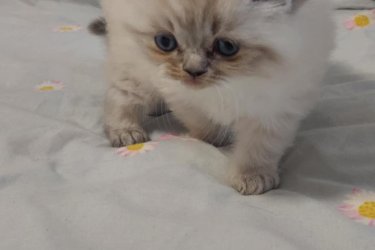 Eladó 1 Blue lynx point Ragdoll kislány cica. Január 6.-án töltik be a 10 hetes kort, koruknak megfelelő oltással, féregtelenítve.&#13;&#10;&#13;&#10;A Ragdoll híresen nyugodt és kedves természetű, sokszor ölebként viselkedő macskafajta. A blue lynx point színváltozat ezt a jellegét egy különlegesen elegáns, finoman csíkozott mintázattal egészíti ki.&#13;&#10;&#13;&#10;A Blue Lynx Point azt jelenti, hogy a cica fülein, pofiján, farkán és lábvégein kékesszürke árnyalatú pontszín jelenik meg, amelyet finom, tigrisszerű csíkozottság (lynx mintázat) egészít ki. A test színe általában világos, hideg tónusú krém vagy jeges árnyalatú fehér. Szemük élénk kék, ami a ragdoll fajtaszabvány része. Bundájuk félhosszú, puha, selymes tapintású, és kevésbé hajlamos a filcesedésre. A ragdoll cicák kifejezetten nyugodt, szelíd természetű macskák. Nagyon emberközpontúak, sokszor ölbe ülnek vagy elernyednek, amikor felemelik őket (innen ered a nevük: „rongybaba”). Általában jól kijönnek más macskákkal, kutyákkal és gyerekekkel is.&#13;&#10;&#13;&#10;Nem annyira bohókásak, mint a red pointok, inkább nyugodt, hűséges, családközpontú típusok, kiegyensúlyozott játékossággal. A lynx mintázatú ragdollokat gyakran tartják nagyon okos, kedves és érzelmileg érzékeny cicáknak.