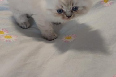 Eladó 1 Blue lynx point Ragdoll kislány cica. Január 6.-án töltik be a 10 hetes kort, koruknak megfelelő oltással, féregtelenítve.&#13;&#10;&#13;&#10;A Ragdoll híresen nyugodt és kedves természetű, sokszor ölebként viselkedő macskafajta. A blue lynx point színváltozat ezt a jellegét egy különlegesen elegáns, finoman csíkozott mintázattal egészíti ki.&#13;&#10;&#13;&#10;A Blue Lynx Point azt jelenti, hogy a cica fülein, pofiján, farkán és lábvégein kékesszürke árnyalatú pontszín jelenik meg, amelyet finom, tigrisszerű csíkozottság (lynx mintázat) egészít ki. A test színe általában világos, hideg tónusú krém vagy jeges árnyalatú fehér. Szemük élénk kék, ami a ragdoll fajtaszabvány része. Bundájuk félhosszú, puha, selymes tapintású, és kevésbé hajlamos a filcesedésre. A ragdoll cicák kifejezetten nyugodt, szelíd természetű macskák. Nagyon emberközpontúak, sokszor ölbe ülnek vagy elernyednek, amikor felemelik őket (innen ered a nevük: „rongybaba”). Általában jól kijönnek más macskákkal, kutyákkal és gyerekekkel is.&#13;&#10;&#13;&#10;Nem annyira bohókásak, mint a red pointok, inkább nyugodt, hűséges, családközpontú típusok, kiegyensúlyozott játékossággal. A lynx mintázatú ragdollokat gyakran tartják nagyon okos, kedves és érzelmileg érzékeny cicáknak.