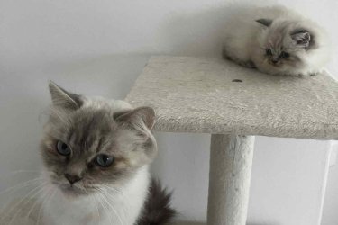 Eladó 1 Blue lynx point Ragdoll kislány cica. Január 6.-án töltik be a 10 hetes kort, koruknak megfelelő oltással, féregtelenítve.&#13;&#10;&#13;&#10;A Ragdoll híresen nyugodt és kedves természetű, sokszor ölebként viselkedő macskafajta. A blue lynx point színváltozat ezt a jellegét egy különlegesen elegáns, finoman csíkozott mintázattal egészíti ki.&#13;&#10;&#13;&#10;A Blue Lynx Point azt jelenti, hogy a cica fülein, pofiján, farkán és lábvégein kékesszürke árnyalatú pontszín jelenik meg, amelyet finom, tigrisszerű csíkozottság (lynx mintázat) egészít ki. A test színe általában világos, hideg tónusú krém vagy jeges árnyalatú fehér. Szemük élénk kék, ami a ragdoll fajtaszabvány része. Bundájuk félhosszú, puha, selymes tapintású, és kevésbé hajlamos a filcesedésre. A ragdoll cicák kifejezetten nyugodt, szelíd természetű macskák. Nagyon emberközpontúak, sokszor ölbe ülnek vagy elernyednek, amikor felemelik őket (innen ered a nevük: „rongybaba”). Általában jól kijönnek más macskákkal, kutyákkal és gyerekekkel is.&#13;&#10;&#13;&#10;Nem annyira bohókásak, mint a red pointok, inkább nyugodt, hűséges, családközpontú típusok, kiegyensúlyozott játékossággal. A lynx mintázatú ragdollokat gyakran tartják nagyon okos, kedves és érzelmileg érzékeny cicáknak.