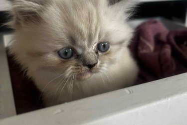 Eladó 1 Blue lynx point Ragdoll kislány cica. Január 6.-án töltik be a 10 hetes kort, koruknak megfelelő oltással, féregtelenítve.&#13;&#10;&#13;&#10;A Ragdoll híresen nyugodt és kedves természetű, sokszor ölebként viselkedő macskafajta. A blue lynx point színváltozat ezt a jellegét egy különlegesen elegáns, finoman csíkozott mintázattal egészíti ki.&#13;&#10;&#13;&#10;A Blue Lynx Point azt jelenti, hogy a cica fülein, pofiján, farkán és lábvégein kékesszürke árnyalatú pontszín jelenik meg, amelyet finom, tigrisszerű csíkozottság (lynx mintázat) egészít ki. A test színe általában világos, hideg tónusú krém vagy jeges árnyalatú fehér. Szemük élénk kék, ami a ragdoll fajtaszabvány része. Bundájuk félhosszú, puha, selymes tapintású, és kevésbé hajlamos a filcesedésre. A ragdoll cicák kifejezetten nyugodt, szelíd természetű macskák. Nagyon emberközpontúak, sokszor ölbe ülnek vagy elernyednek, amikor felemelik őket (innen ered a nevük: „rongybaba”). Általában jól kijönnek más macskákkal, kutyákkal és gyerekekkel is.&#13;&#10;&#13;&#10;Nem annyira bohókásak, mint a red pointok, inkább nyugodt, hűséges, családközpontú típusok, kiegyensúlyozott játékossággal. A lynx mintázatú ragdollokat gyakran tartják nagyon okos, kedves és érzelmileg érzékeny cicáknak.