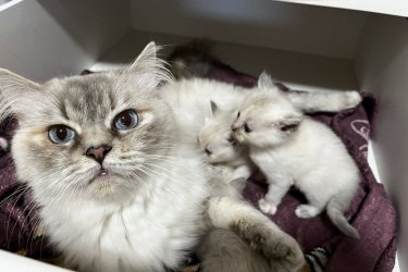 Ragdoll cica