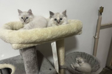 Ragdoll cica Blue Lynx