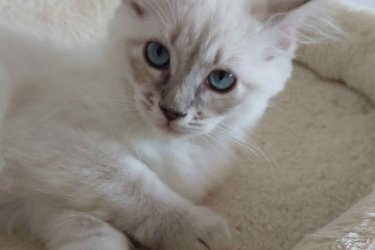 Ragdoll cica Blue Lynx