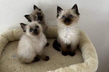 Ragdoll cica