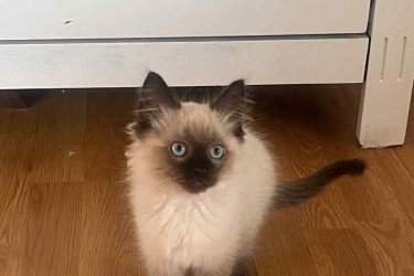 Ragdoll cica Seal Point
