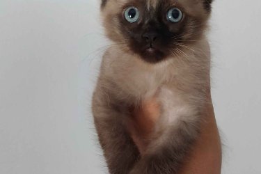 Ragdoll cica Blue Mink