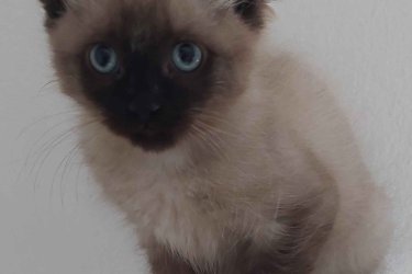 Ragdoll cica Blue Mink