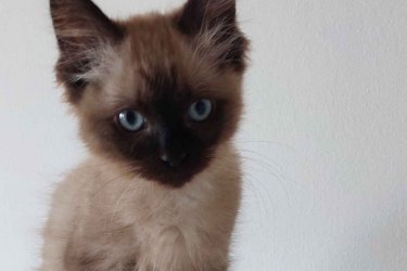 Ragdoll cica Blue Mink