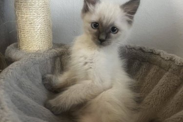 Ragdoll cica Blue point