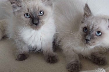 Ragdoll cica Blue point