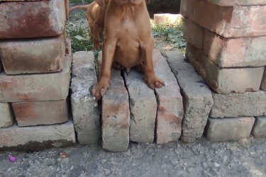 Fajtatiszta magyar vizsla 