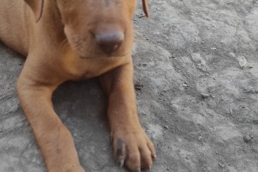 Fajtatiszta magyar vizsla kiskutyák féregtelenítve eladók. 
