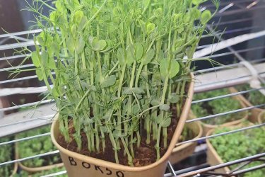 Mikrozöld, mikrozöldség