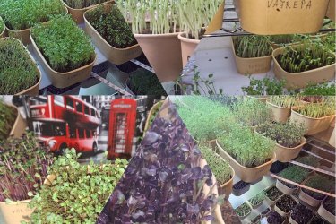 Mikrozöld! Mikrozöldség