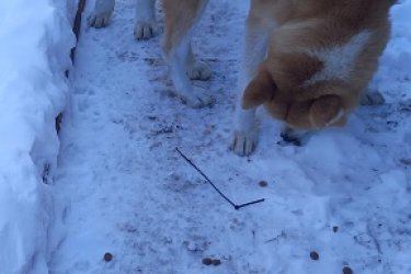 Japán Akita inu kiskutya ELADÓ