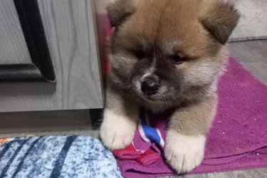 Japán akita inu szuka kiskutya eladó