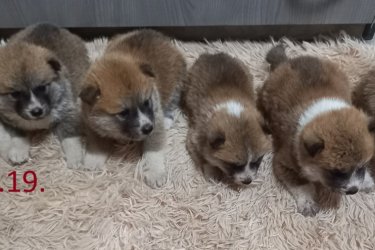 Japán Akita inu kölyök kutya Eladó