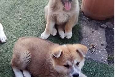 Japán akita inu szuka kiskutya eladó