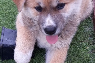 Japán akita inu kölyök kutya eladó