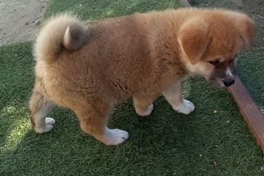 Japán akita inu kölyök kutya eladó