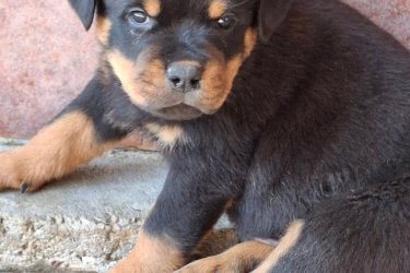 MINÖSÉGI ROTTWEILER KISKUTYÁK ELADÓK. KÜLFÖLDI FEDEZTETÉSBÖL. 2 OLTÁS CSIPP TÖRZSKÖNYV FÉREGTELENITÉS .HÓDMEZÖVÁSÁRHELY 1 ALOM ÁPRILIS 26-27 ...   2 . ALOM MÁJUS 15 