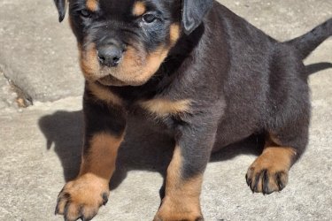 MINÖSÉGI ROTTWEILER KISKUTYÁK ELADÓK. KÜLFÖLDI FEDEZTETÉSBÖL. 2 OLTÁS CSIPP TÖRZSKÖNYV FÉREGTELENITÉS .HÓDMEZÖVÁSÁRHELY 1 ALOM ÁPRILIS 26-27 ...   2 . ALOM MÁJUS 15 