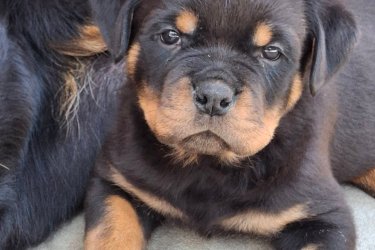 MINÖSÉGI ROTTWEILER KISKUTYÁK ELADÓK. KÜLFÖLDI FEDEZTETÉSBÖL. 2 OLTÁS CSIPP TÖRZSKÖNYV FÉREGTELENITÉS .HÓDMEZÖVÁSÁRHELY 1 ALOM ÁPRILIS 26-27 ...   2 . ALOM MÁJUS 15 