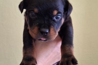 MINÖSÉGI ROTTWEILER KISKUTYÁK ELADÓK. KÜLFÖLDI FEDEZTETÉSBÖL. 2 OLTÁS CSIPP TÖRZSKÖNYV FÉREGTELENITÉS .HÓDMEZÖVÁSÁRHELY 1 ALOM ÁPRILIS 26-27 ...   2 . ALOM MÁJUS 15 