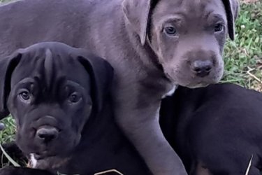 Cane Corso kölykök szerető gazdit keresnek