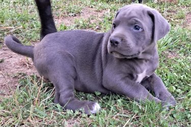 Cane Corso kölykök gazdit keresnek – Böhönyén

Erőteljes testfelépítés, hűséges szív, védelmező természet – ezek a kiskutyák mindezt magukban hordozzák.
Fekete és kék színben, fiúk és lányok vegyesen várják szerető, felelős gazdájukat.

Oltva, féregtelenítve, egészségesen

Kék kölykök: 120 000 Ft
Fekete kölykök: 100 000 Ft

Helyszín: Böhönye