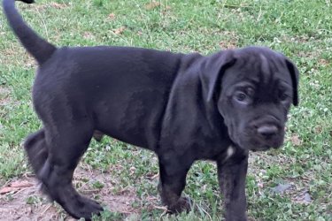 Cane Corso kölykök gazdit keresnek – Böhönyén

Erőteljes testfelépítés, hűséges szív, védelmező természet – ezek a kiskutyák mindezt magukban hordozzák.
Fekete és kék színben, fiúk és lányok vegyesen várják szerető, felelős gazdájukat.

Oltva, féregtelenítve, egészségesen

Kék kölykök: 120 000 Ft
Fekete kölykök: 100 000 Ft

Helyszín: Böhönye