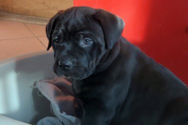 Cane Corso kölykök eladók – Böhönye (Somogy megye)