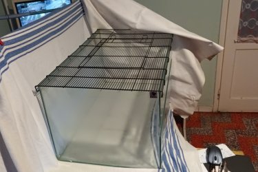 
Terrárium Hüllőtároló.
Üvegből készült, oldalán szellőzőrácsos (akvárium). Teteje fémrács, felnyitható ajtóval. A rács oldalra eltolva levehető.  Rágcsálóknak, teknősnek, kígyónak, gyíknak, Póknak vagy bármilyen házi kedvencnek. Méretei.  Hossza 75 cm, szélessége 47 cm, mélysége 38 cm. Hiba. Egyik sarok megütődött ,kis repedés, 
zúzódás, de anyaghiány nincs. Ár. 4E.Ft.+szállítás. Fontos információ! (Tel. húsz 9758 százhetvenhárom), akinek nincs 30 Ft-ja egy telefonhívásra az ne írjon, nem 
válaszolok!