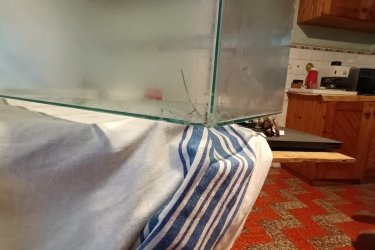 
Terrárium Hüllőtároló.
Üvegből készült, oldalán szellőzőrácsos (akvárium). Teteje fémrács, felnyitható ajtóval. A rács oldalra eltolva levehető.  Rágcsálóknak, teknősnek, kígyónak, gyíknak, Póknak vagy bármilyen házi kedvencnek. Méretei.  Hossza 75 cm, szélessége 47 cm, mélysége 38 cm. Hiba. Egyik sarok megütődött ,kis repedés, 
zúzódás, de anyaghiány nincs. Ár. 4E.Ft.+szállítás. Fontos információ! (Tel. húsz 9758 százhetvenhárom), akinek nincs 30 Ft-ja egy telefonhívásra az ne írjon, nem 
válaszolok!