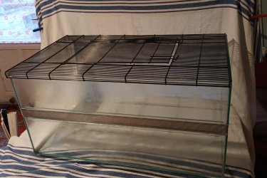 
Terrárium Hüllőtároló.
Üvegből készült, oldalán szellőzőrácsos (akvárium). Teteje fémrács, felnyitható ajtóval. A rács oldalra eltolva levehető.  Rágcsálóknak, teknősnek, kígyónak, gyíknak, Póknak vagy bármilyen házi kedvencnek. Méretei.  Hossza 75 cm, szélessége 47 cm, mélysége 38 cm. Hiba. Egyik sarok megütődött ,kis repedés, 
zúzódás, de anyaghiány nincs. Ár. 4E.Ft.+szállítás. Fontos információ! (Tel. húsz 9758 százhetvenhárom), akinek nincs 30 Ft-ja egy telefonhívásra az ne írjon, nem 
válaszolok!