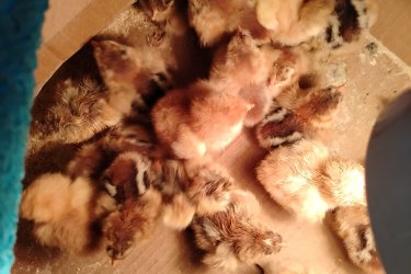 Eladó bráma napos csibék sárga és fogoly színben. 25 darab. Helyileg Szigetvár Baranya megye. Szállítani nem tudom. 