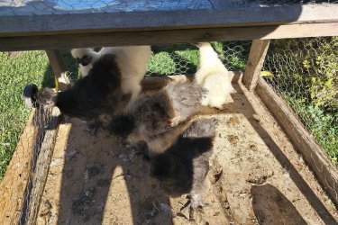 Eladó 5 hónapos 5 darab selyem csibék. Nemüket nem tudom. Egybe vihetőek. Helyileg Szigetvár Baranya megye 